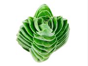 Buddha’s Temple Succulent 