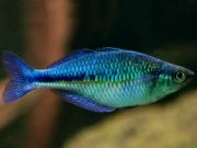 Rainbow Fish